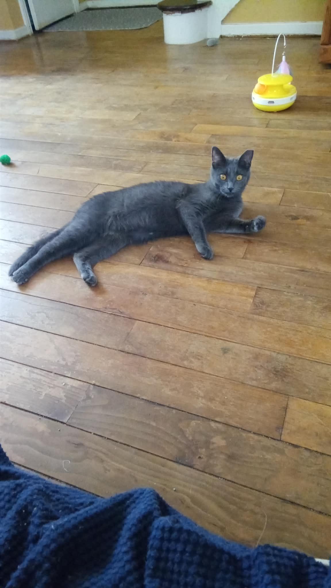 Chardai, ADOPTABLE, Young Female Domestic Short Hair & Russian Blue.