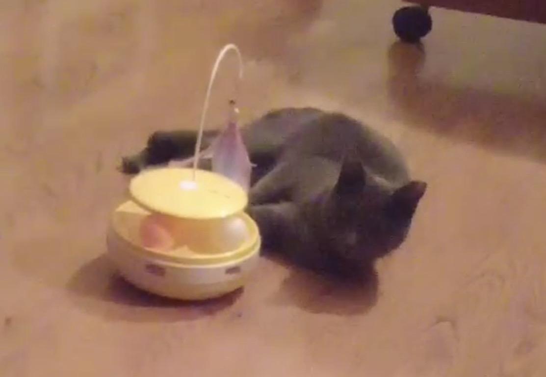 Matcha , ADOPTABLE, Young Female Domestic Short Hair & Russian Blue.