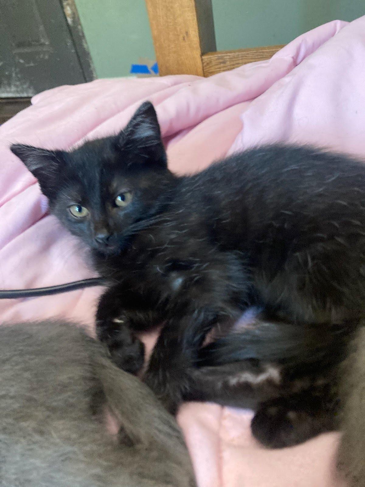 Steven, Adoptable, Kitten Male Domestic Medium Hair.