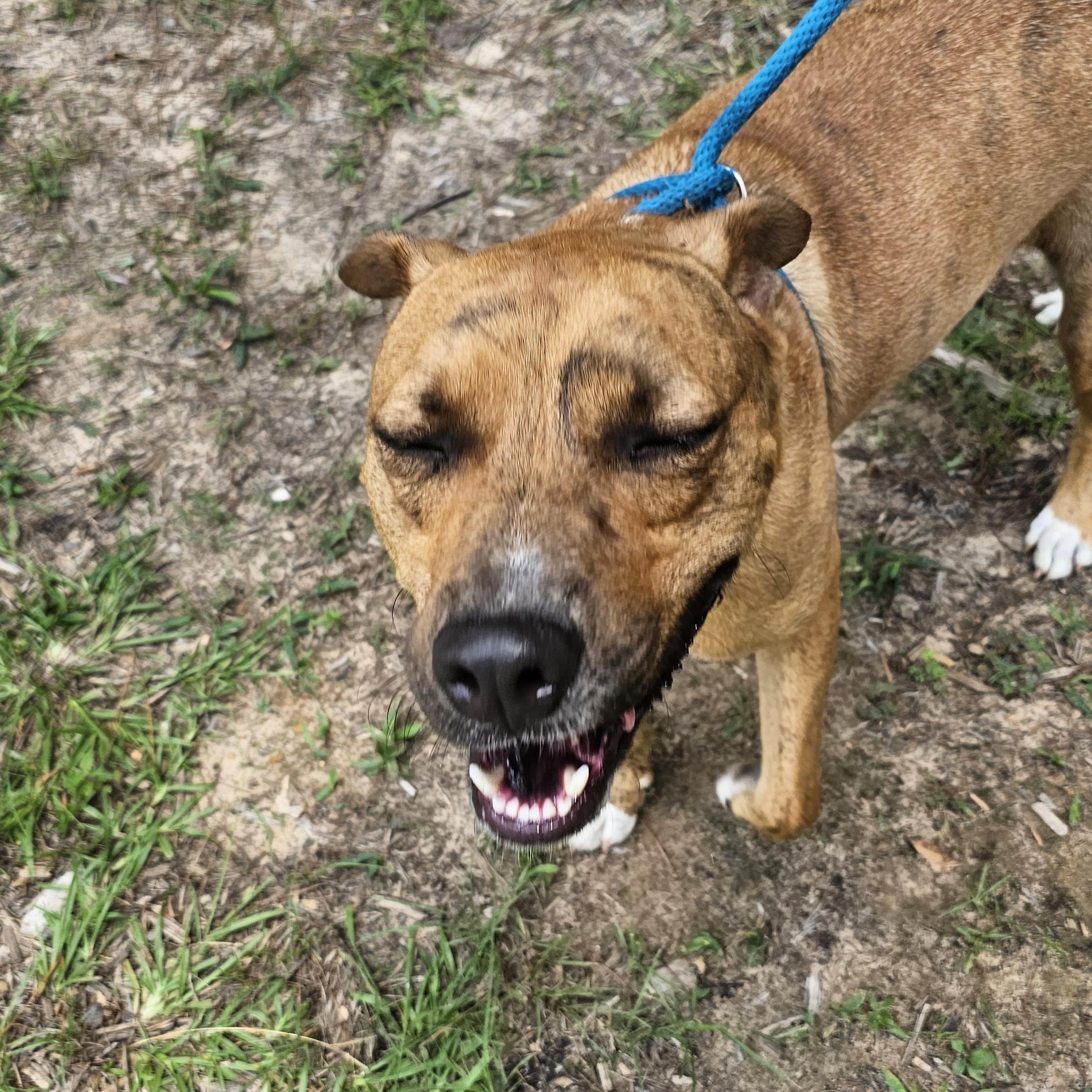 Rorshak, an adoptable Staffordshire Bull Terrier, American Staffordshire Terrier in Willis, TX, 77378 | Photo Image 5