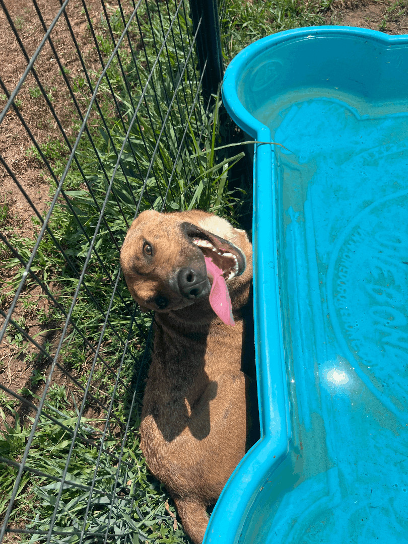 Rorshak, an adoptable Staffordshire Bull Terrier, American Staffordshire Terrier in Willis, TX, 77378 | Photo Image 4