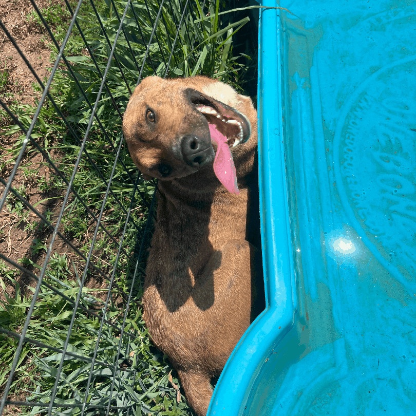 Rorshak, a Adoptable mixed breed in Willis, TX image 5/5