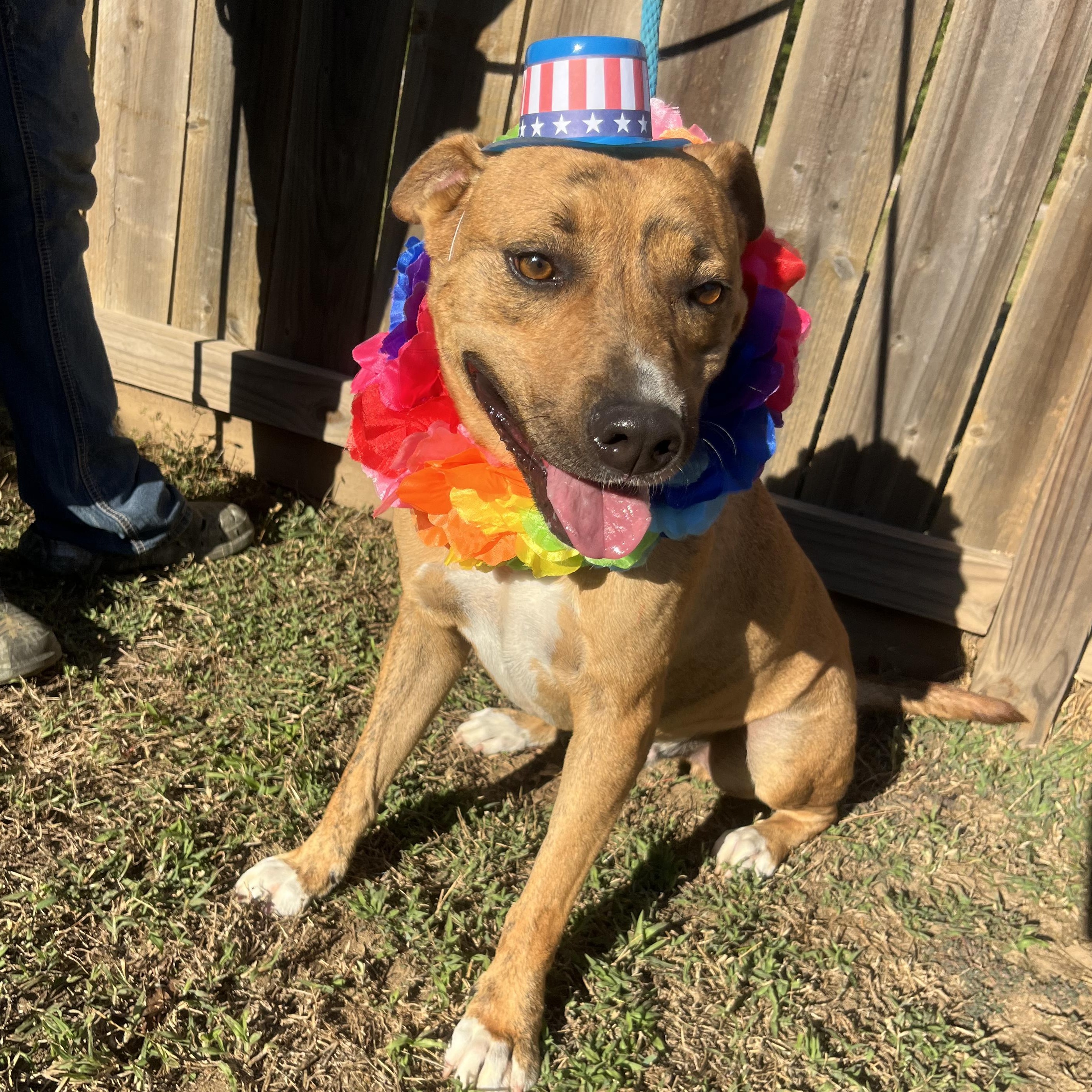 Rorshak, a Adoptable mixed breed in Willis, TX image 1/5