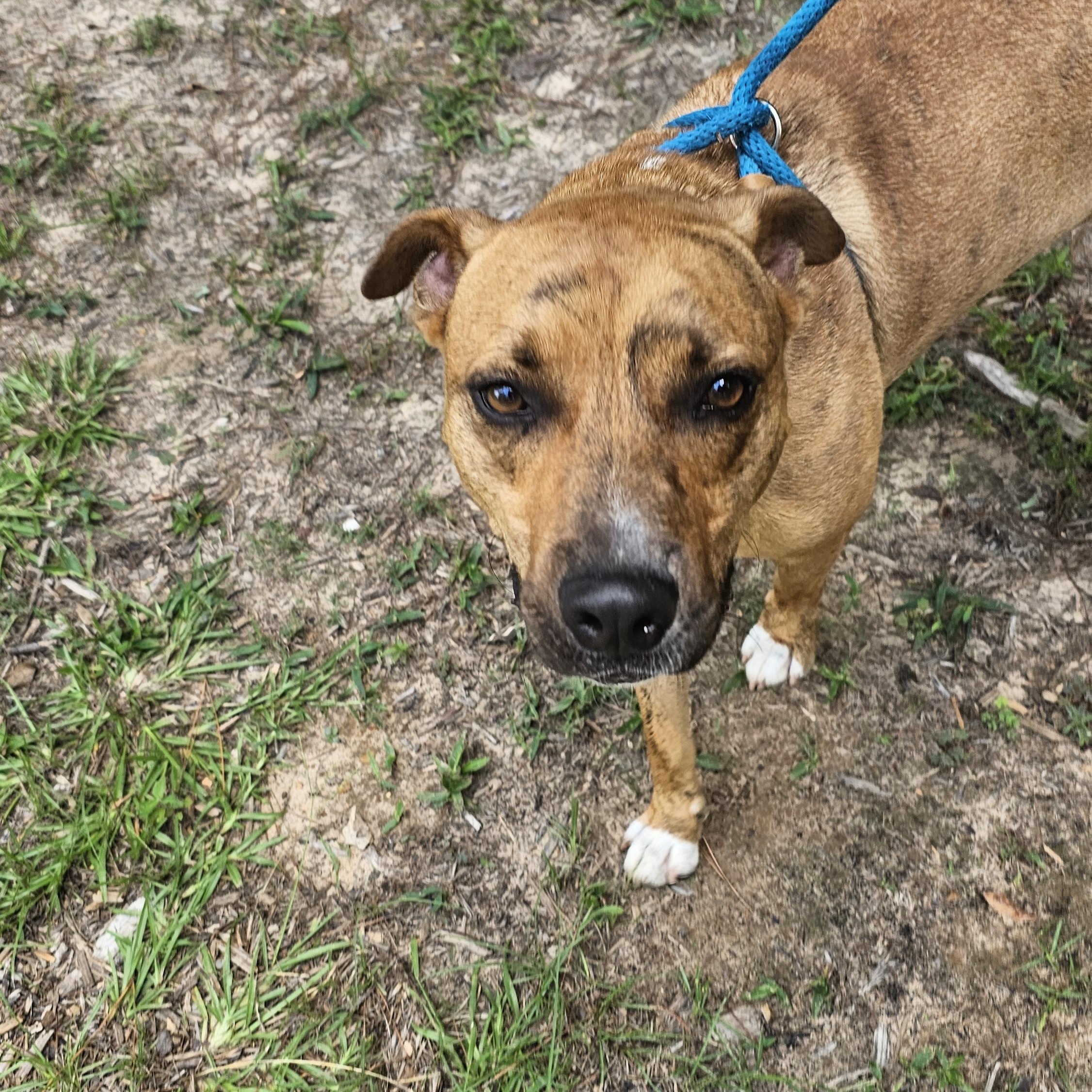 Rorshak, an adoptable Staffordshire Bull Terrier, American Staffordshire Terrier in Willis, TX, 77378 | Photo Image 1