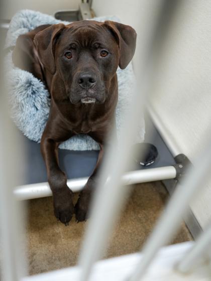 Enlarge Vader~ SPONSORED!, a Adoptable mixed breed in Bowling Green, KY image 2/3