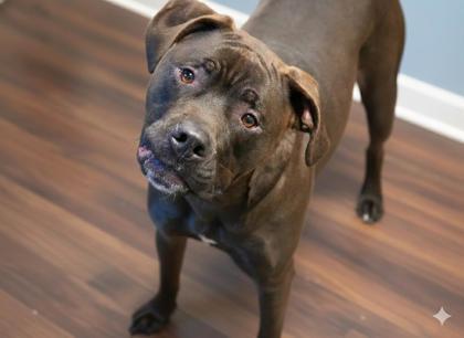 Enlarge Vader~ SPONSORED!, a Adoptable mixed breed in Bowling Green, KY image 3/3