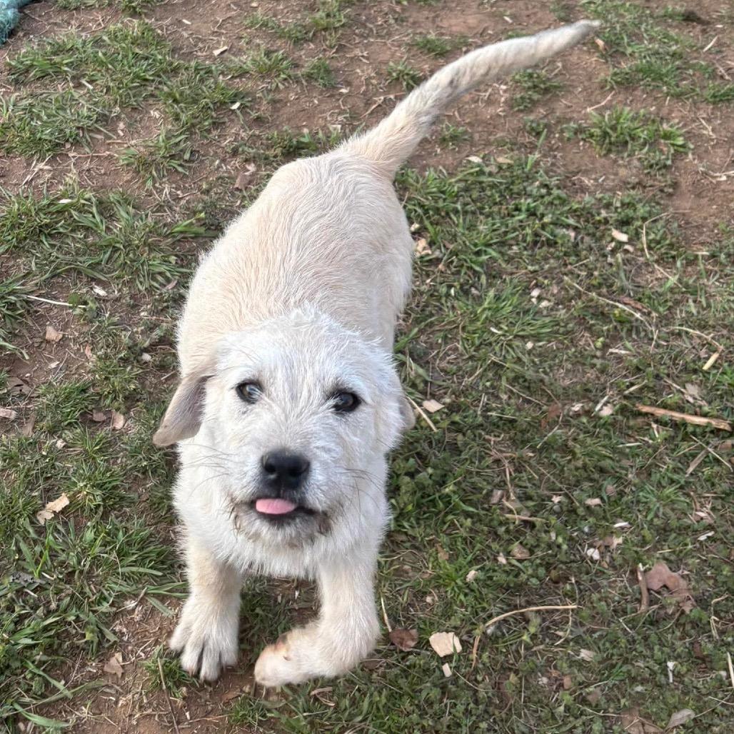 Greer, Adoptable, Puppy Female Mixed Breed.