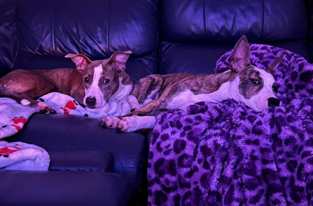 Joss, Adoptable, Young Female Terrier & Hound.