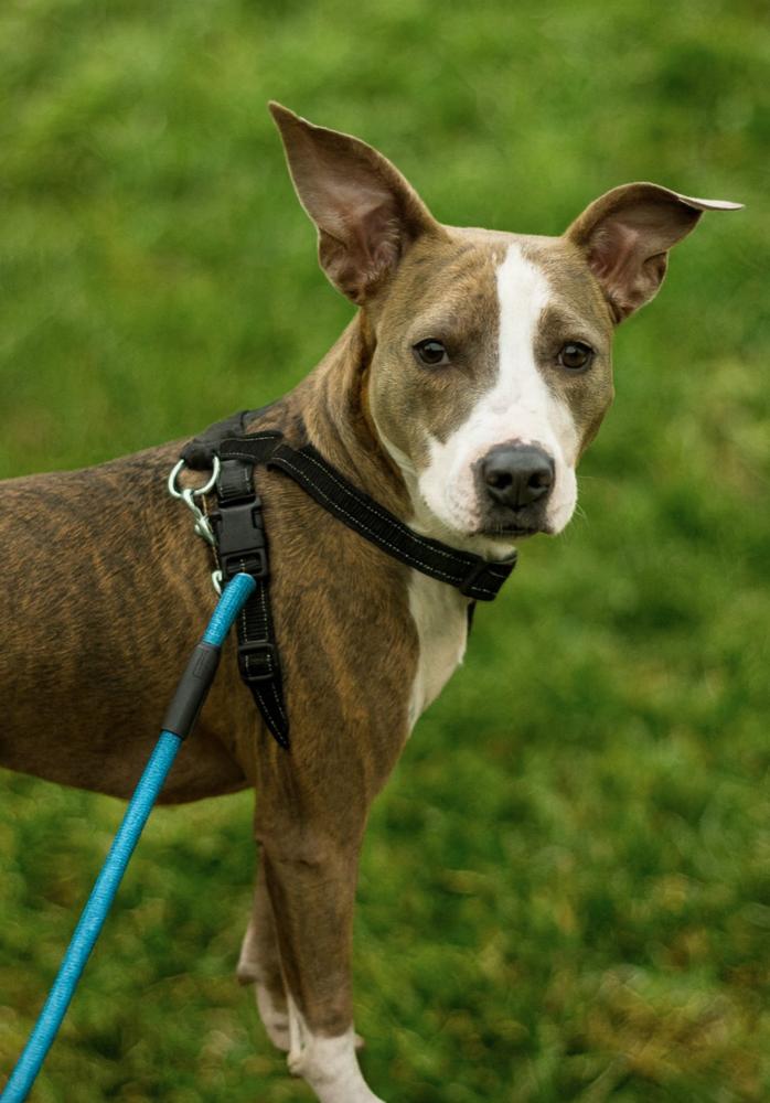 Joss, Adoptable, Young Female Terrier & Hound.