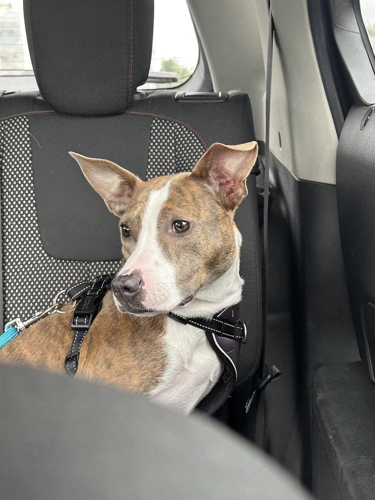 Joss, Adoptable, Young Female Terrier & Hound.