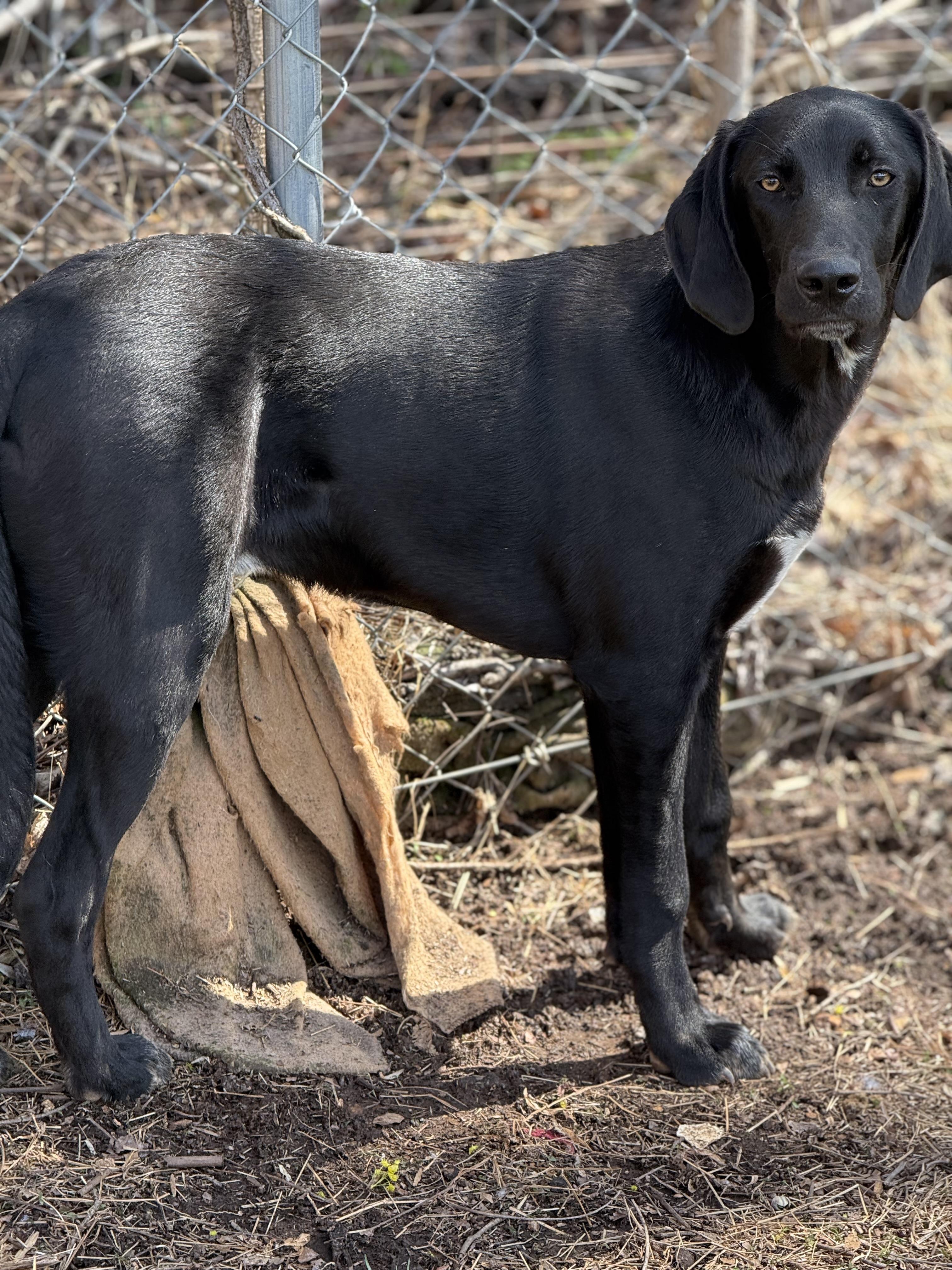 Enlarge Ringo, a Adoptable mixed breed in Stuart, VA image 2/2