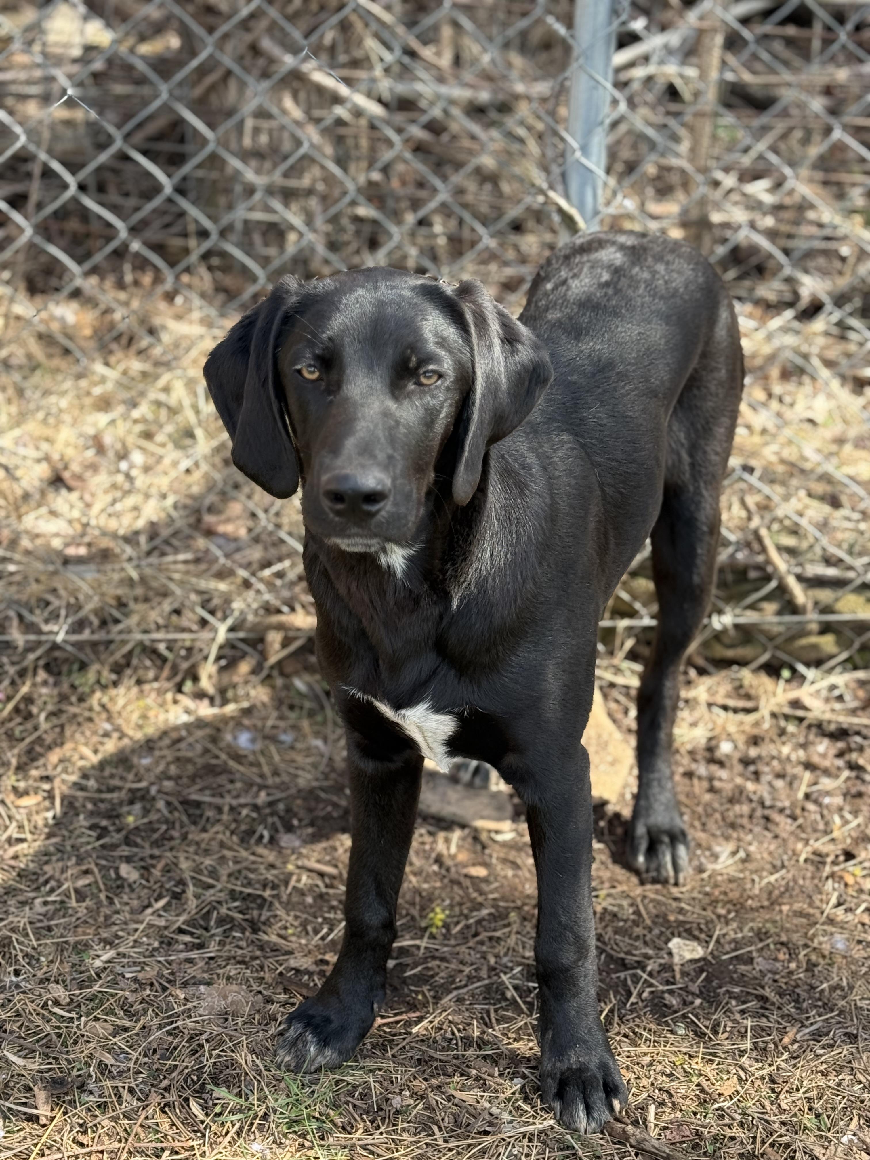 Enlarge Ringo, a Adoptable mixed breed in Stuart, VA image 1/2
