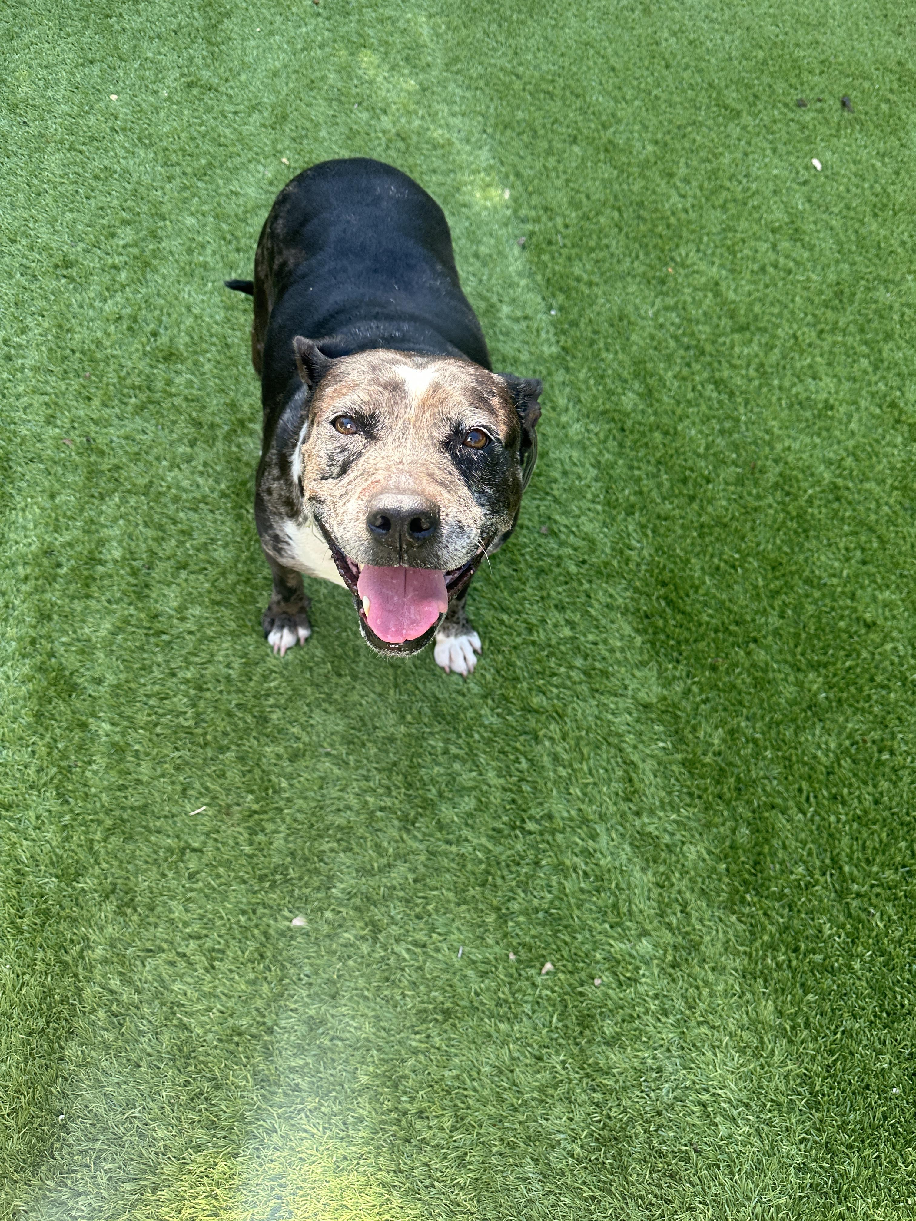 Cupcake, a Adoptable mixed breed in Coral Springs, FL image 1/5