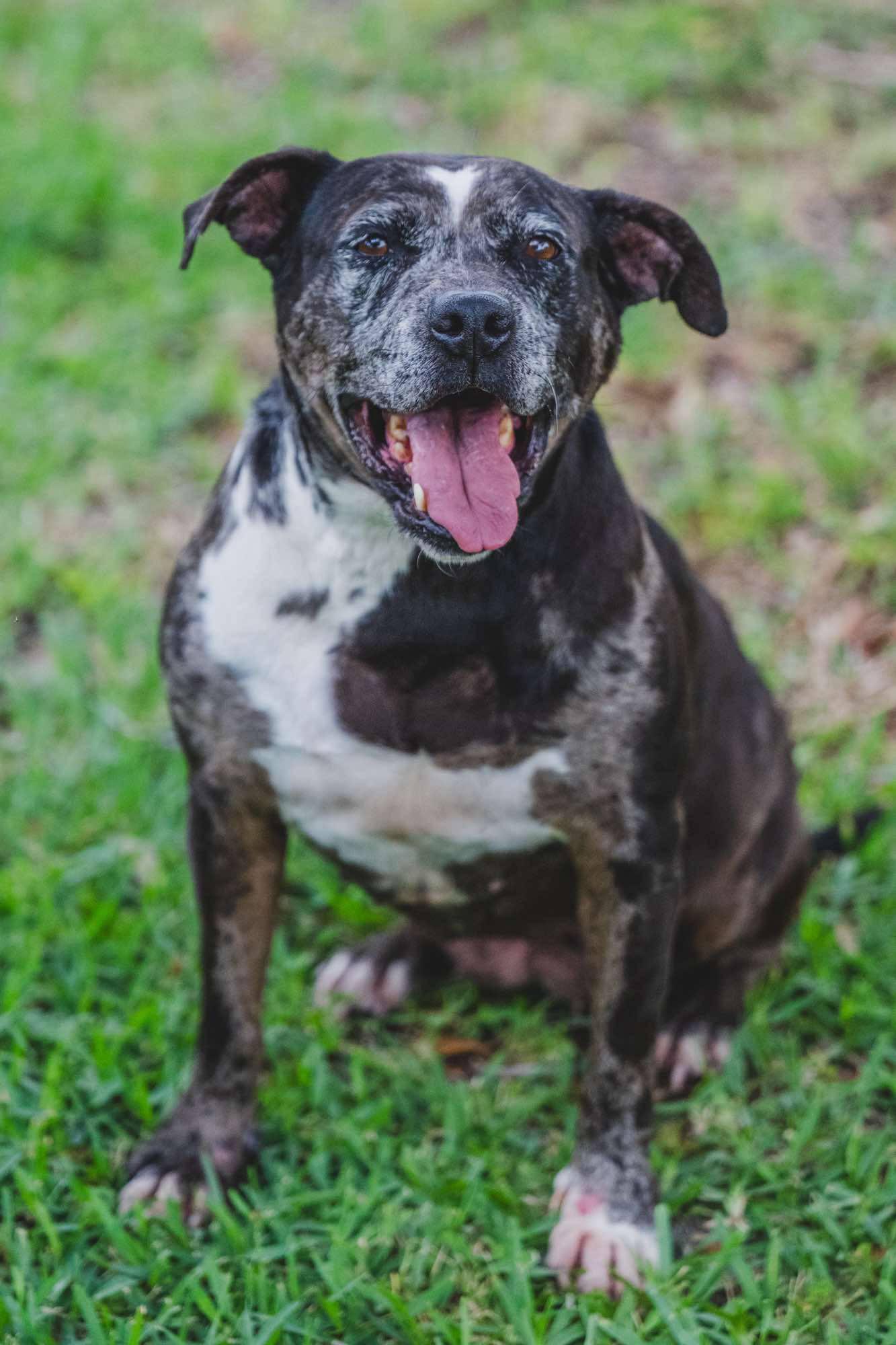 Cupcake, a Adoptable mixed breed in Coral Springs, FL image 2/5
