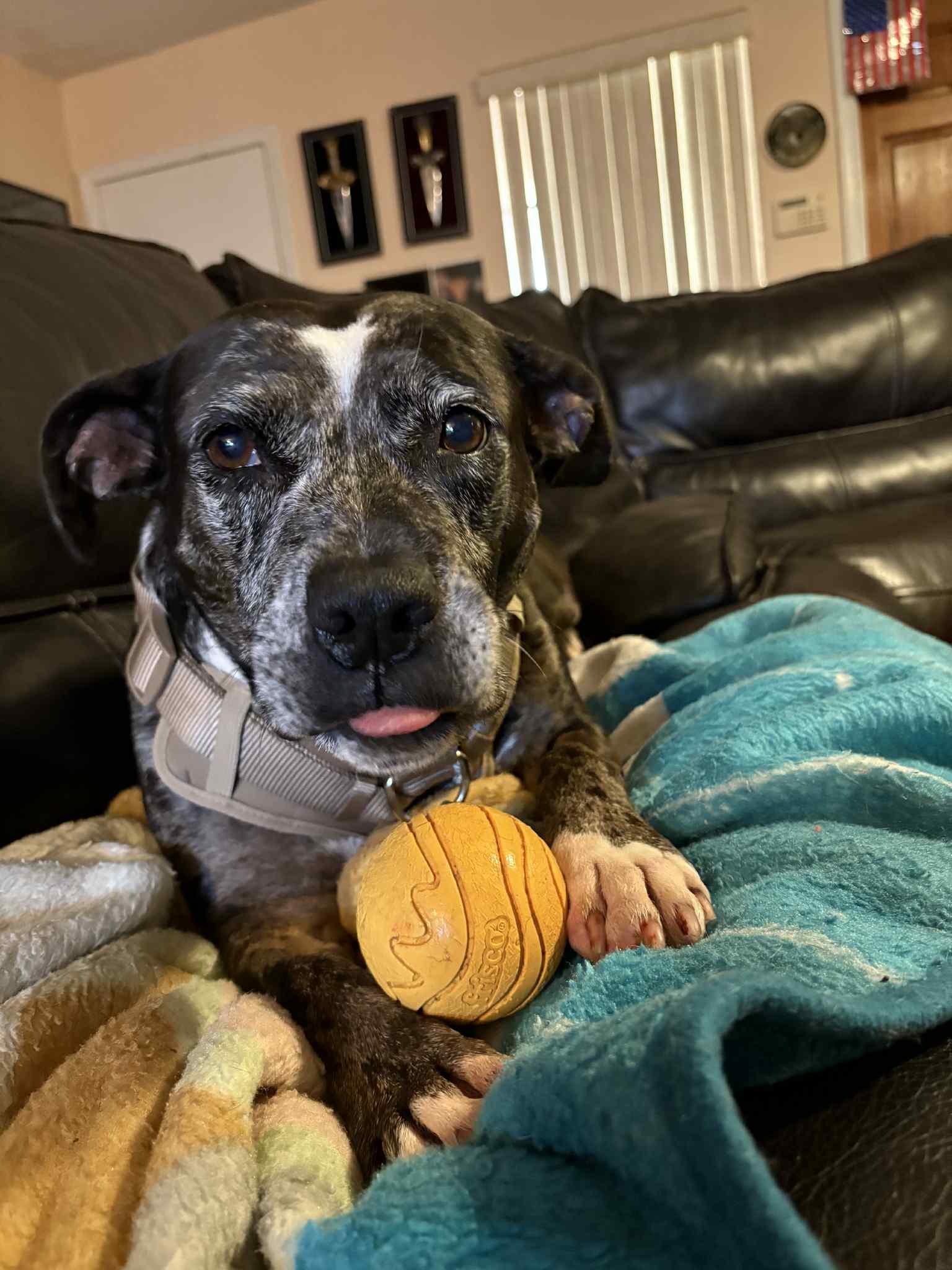 Cupcake, a Adoptable mixed breed in Coral Springs, FL image 3/5