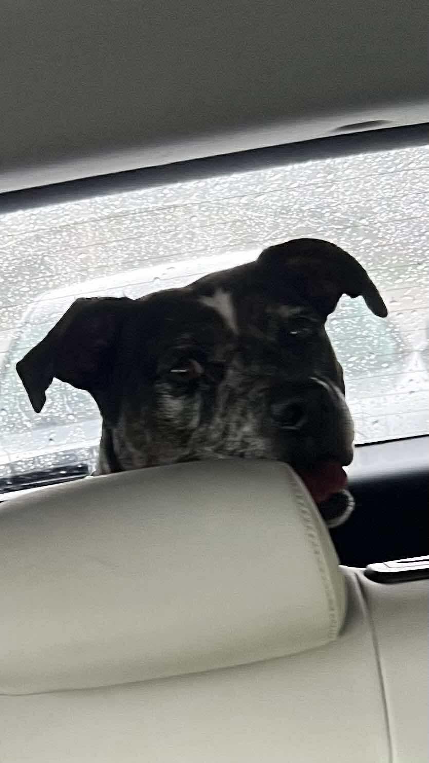 Cupcake, Adoptable, Adult Female American Bully.