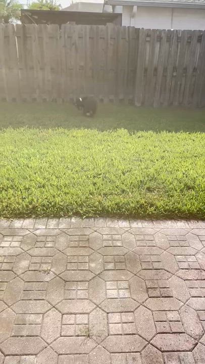 Enlarge Cupcake, a Adoptable mixed breed in Coral Springs, FL video 5/5