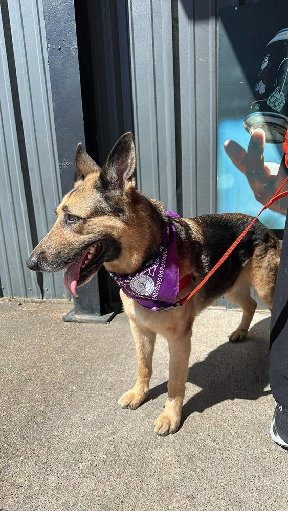 Enlarge Maxim, a Adoptable mixed breed in Sealy, TX image 1/6