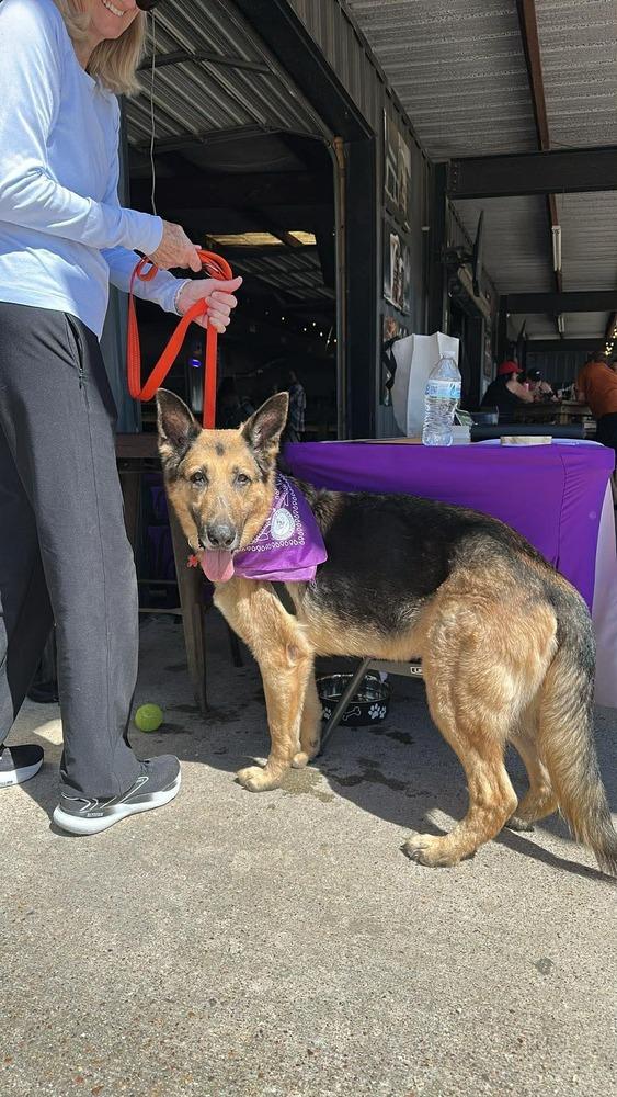 Enlarge Maxim, a Adoptable mixed breed in Sealy, TX image 2/6