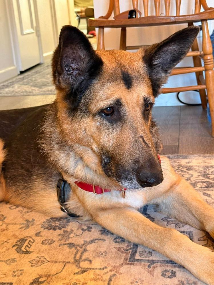 Enlarge Maxim, a Adoptable mixed breed in Sealy, TX image 3/6