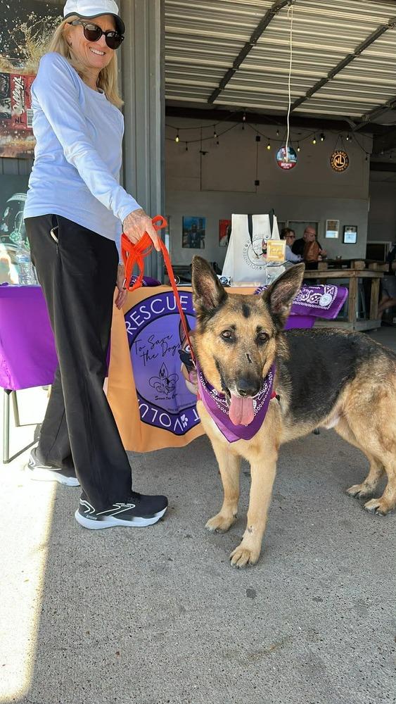 Enlarge Maxim, a Adoptable mixed breed in Sealy, TX image 4/6
