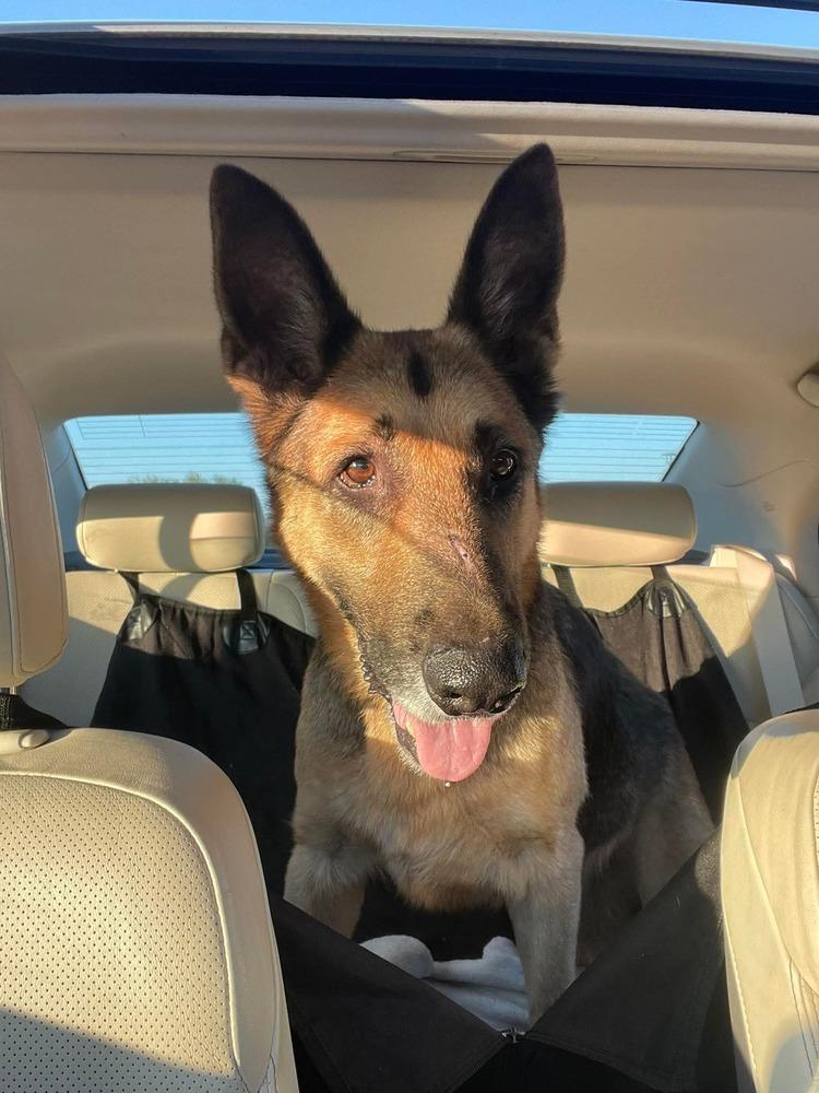 Enlarge Maxim, a Adoptable mixed breed in Sealy, TX image 5/6