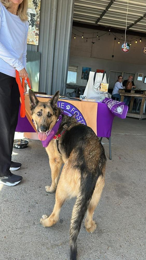 Enlarge Maxim, a Adoptable mixed breed in Sealy, TX image 6/6