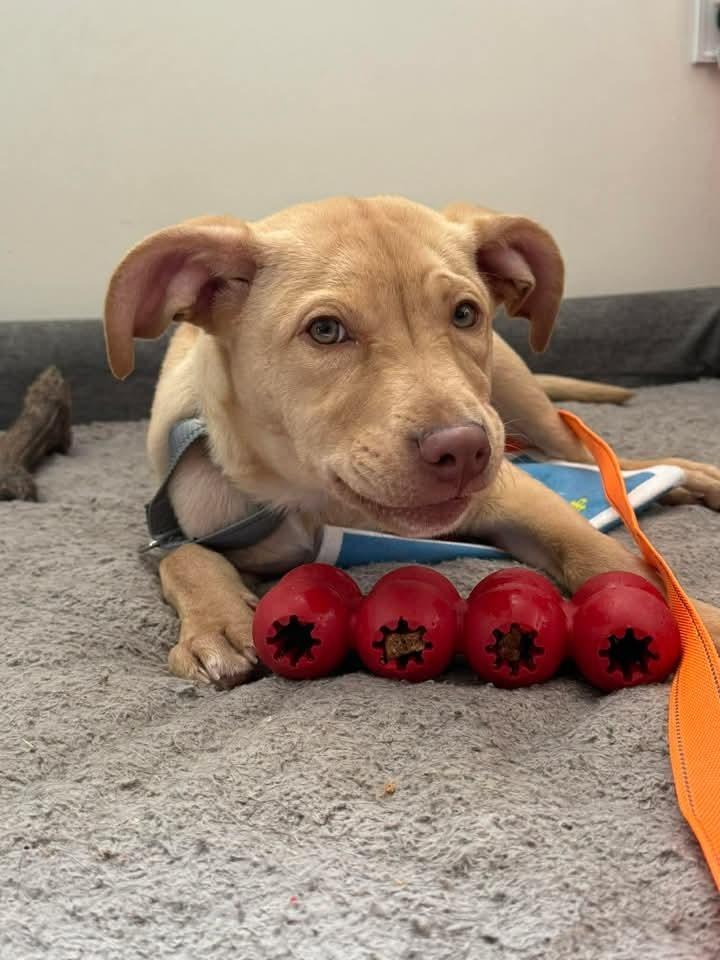 Atlas   (2026), Adoptable, Puppy Male Pit Bull Terrier & Mixed Breed.