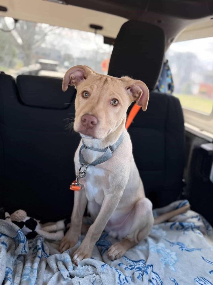 Atlas   (2026), Adoptable, Puppy Male Pit Bull Terrier & Mixed Breed.