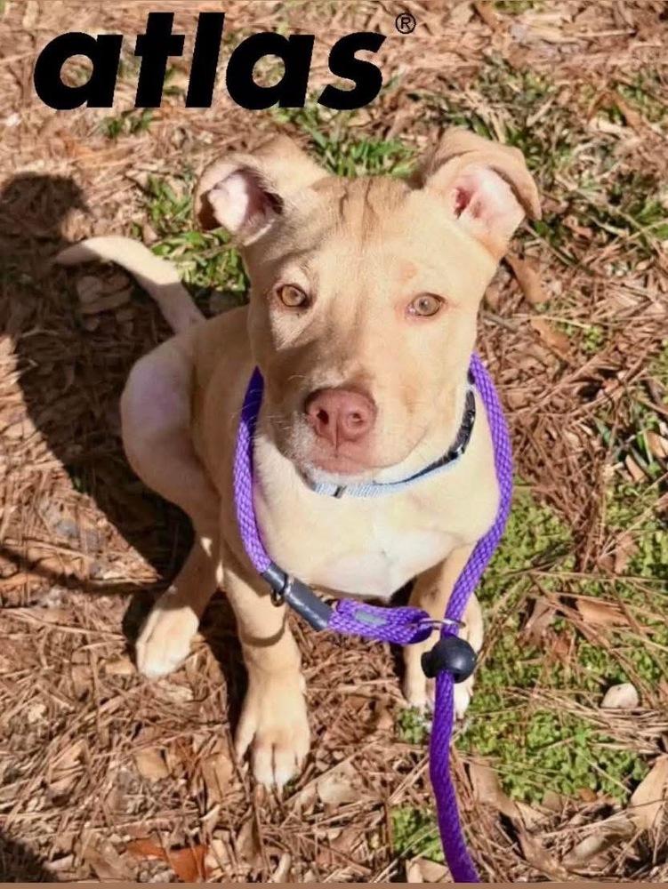 Atlas   (2026), Adoptable, Puppy Male Pit Bull Terrier & Mixed Breed.