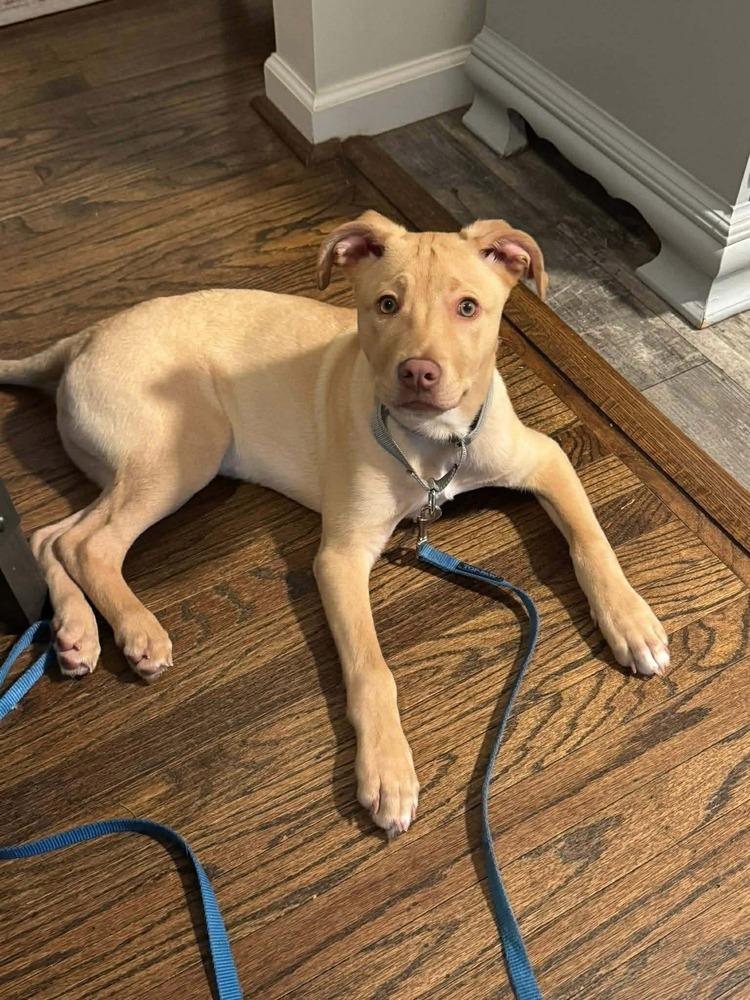 Enlarge Atlas   (2026), a Adoptable mixed breed in Wenonah, NJ image 5/6