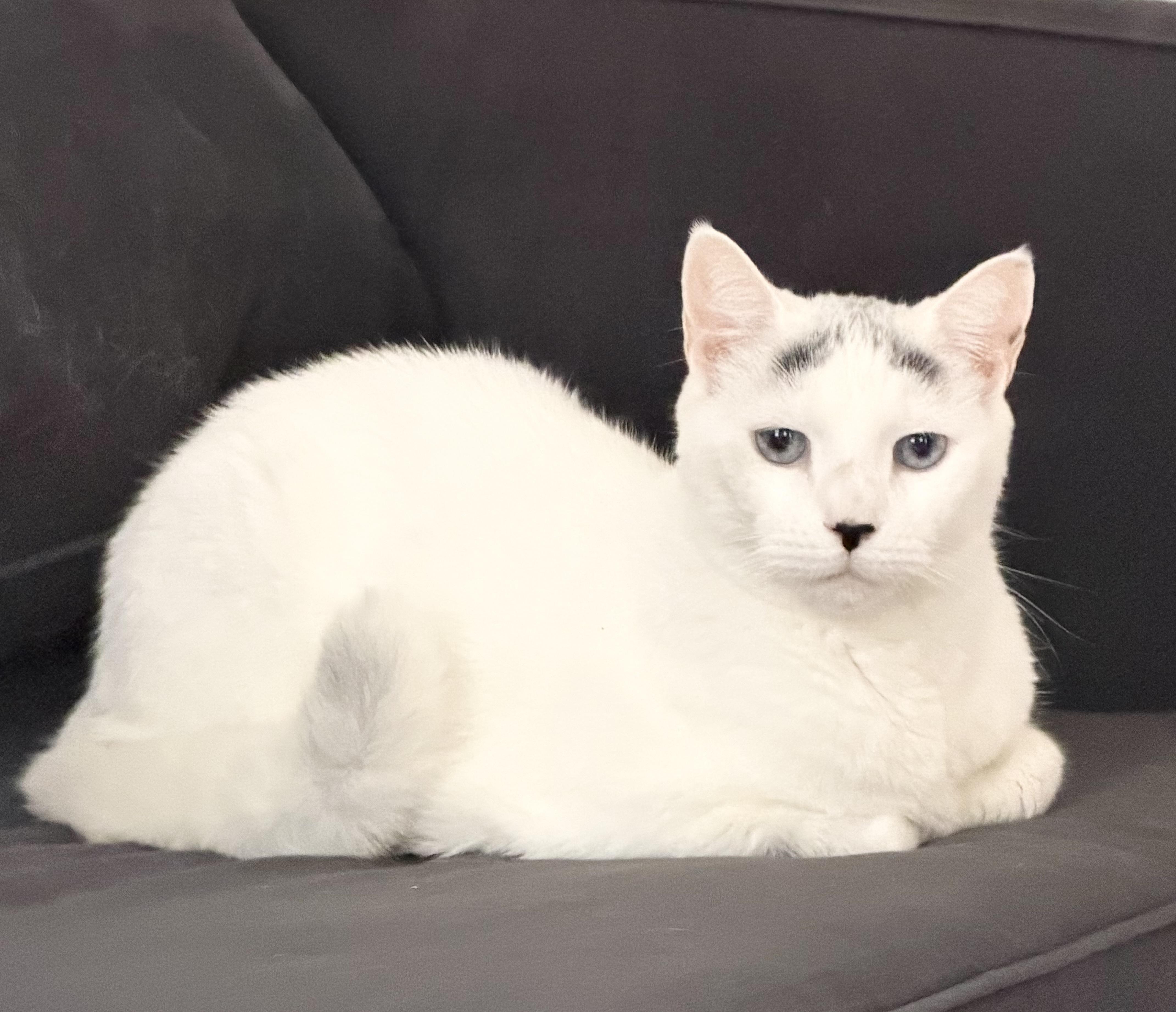 Enlarge Fluffy, a ADOPTABLE mixed breed in New York, NY image 2/3