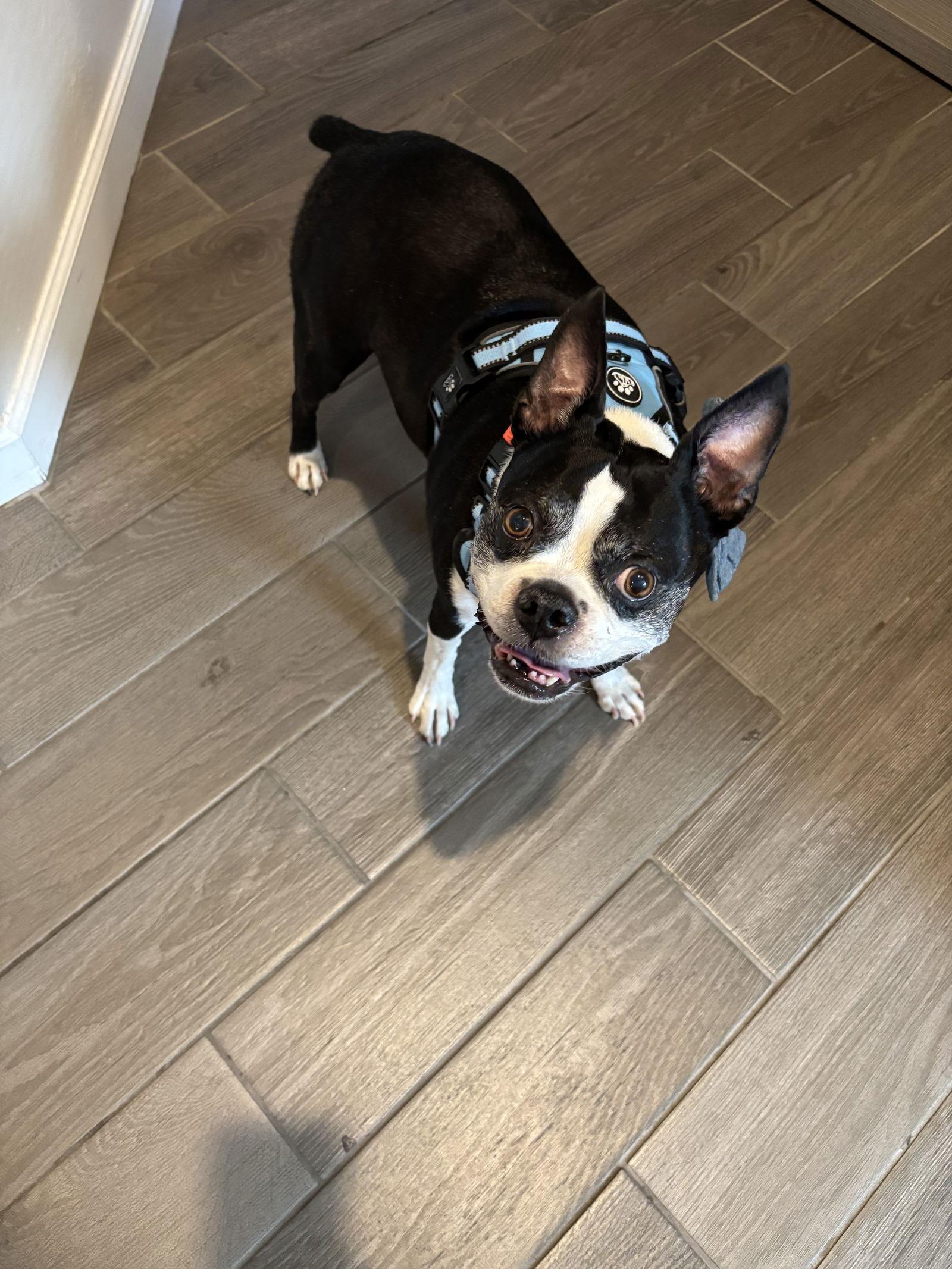 Oswald, Adoptable, Senior Male Boston Terrier.