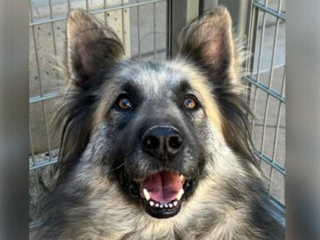LOKI, Adoptable, Senior Male German Shepherd Dog & Mixed Breed.