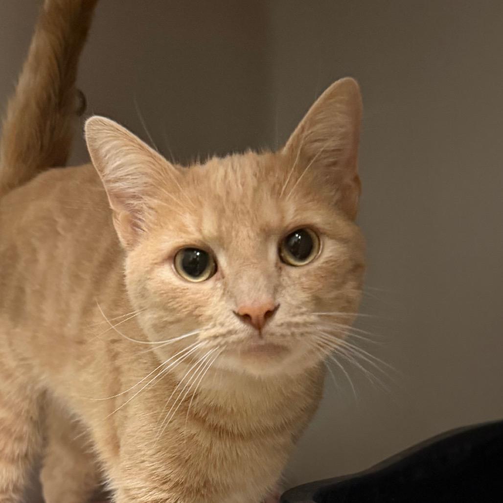 Gus, Adoptable, Young Male Domestic Short Hair.