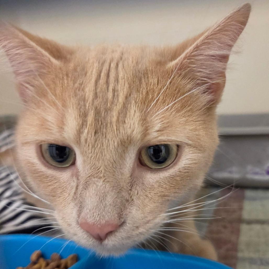 Enlarge Gus, a Adoptable Domestic Short Hair in Zanesville, OH image 2/2