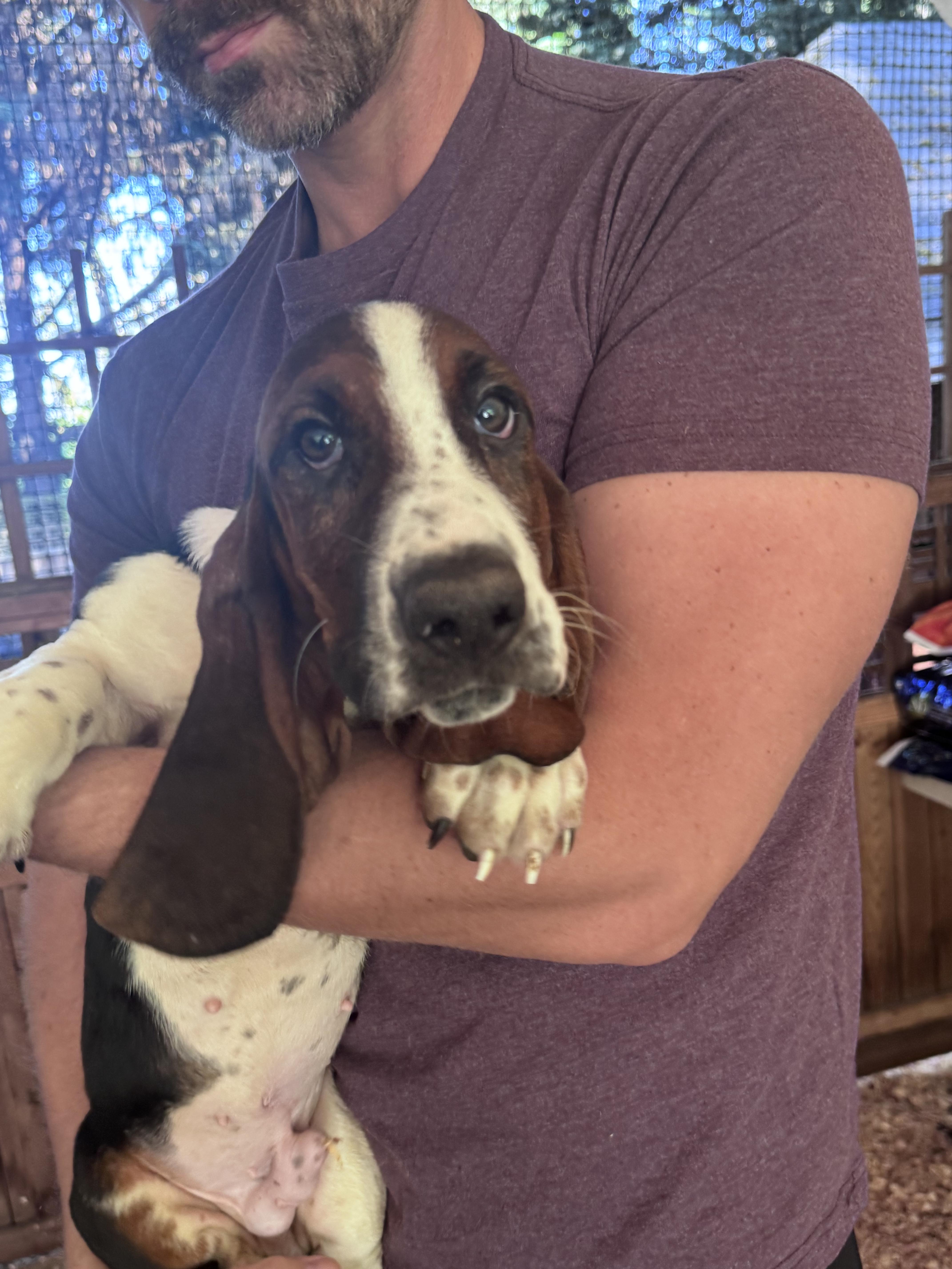 Beau & Boone, a ADOPTABLE Basset Hound in Puyallup, WA image 2/4
