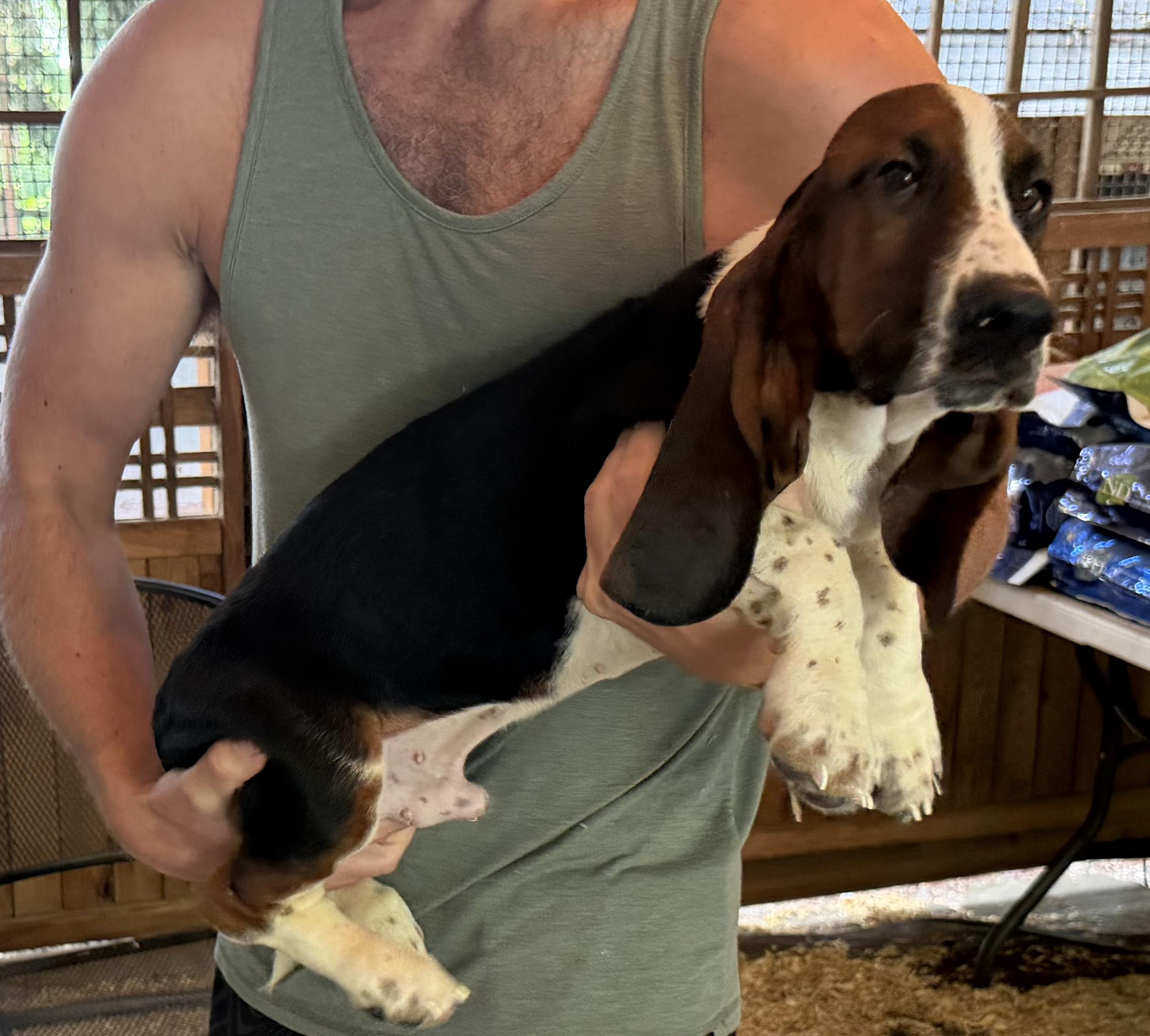 Beau & Boone, a ADOPTABLE Basset Hound in Puyallup, WA image 3/4