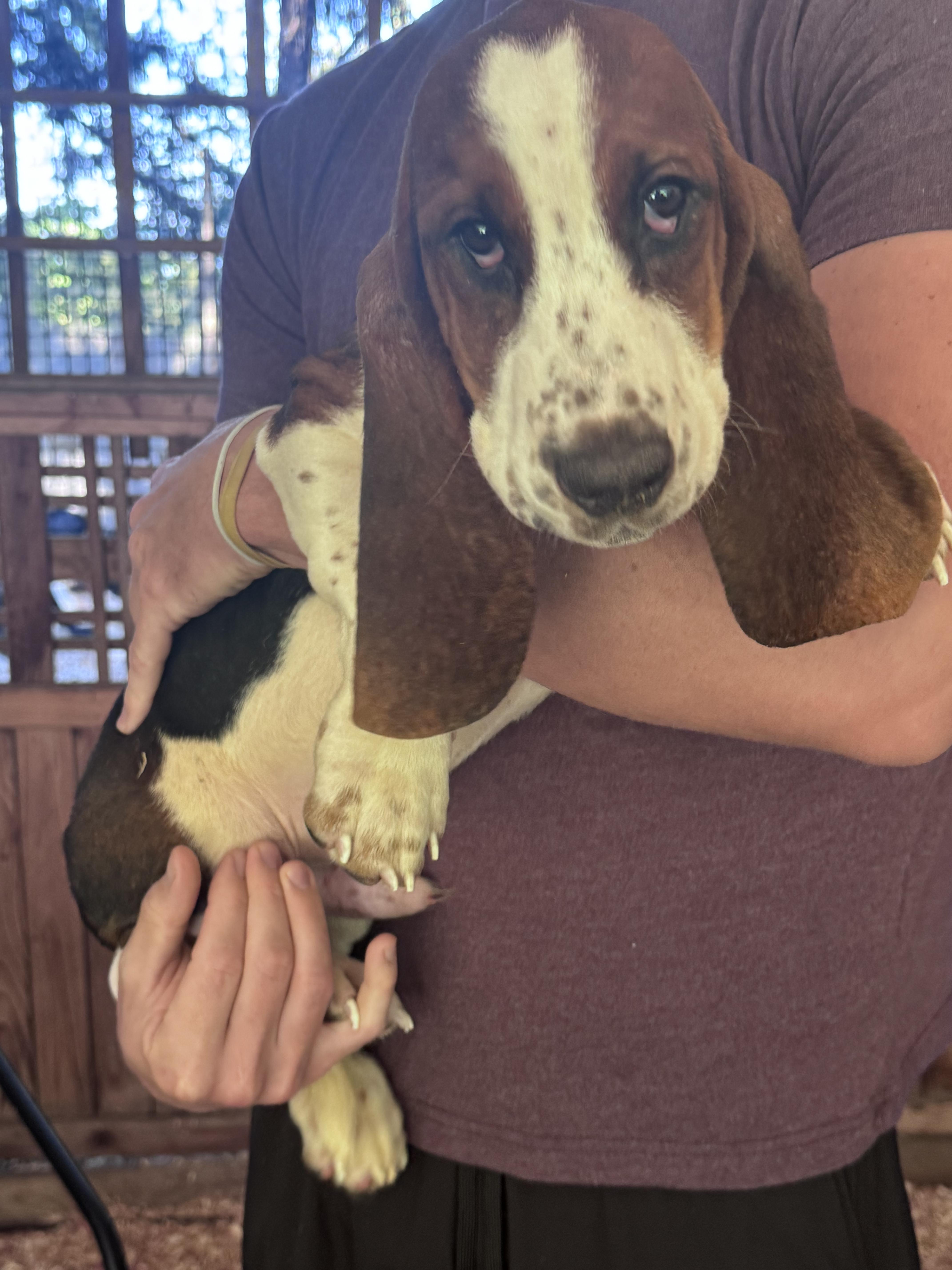 Beau & Boone, a ADOPTABLE Basset Hound in Puyallup, WA image 4/4