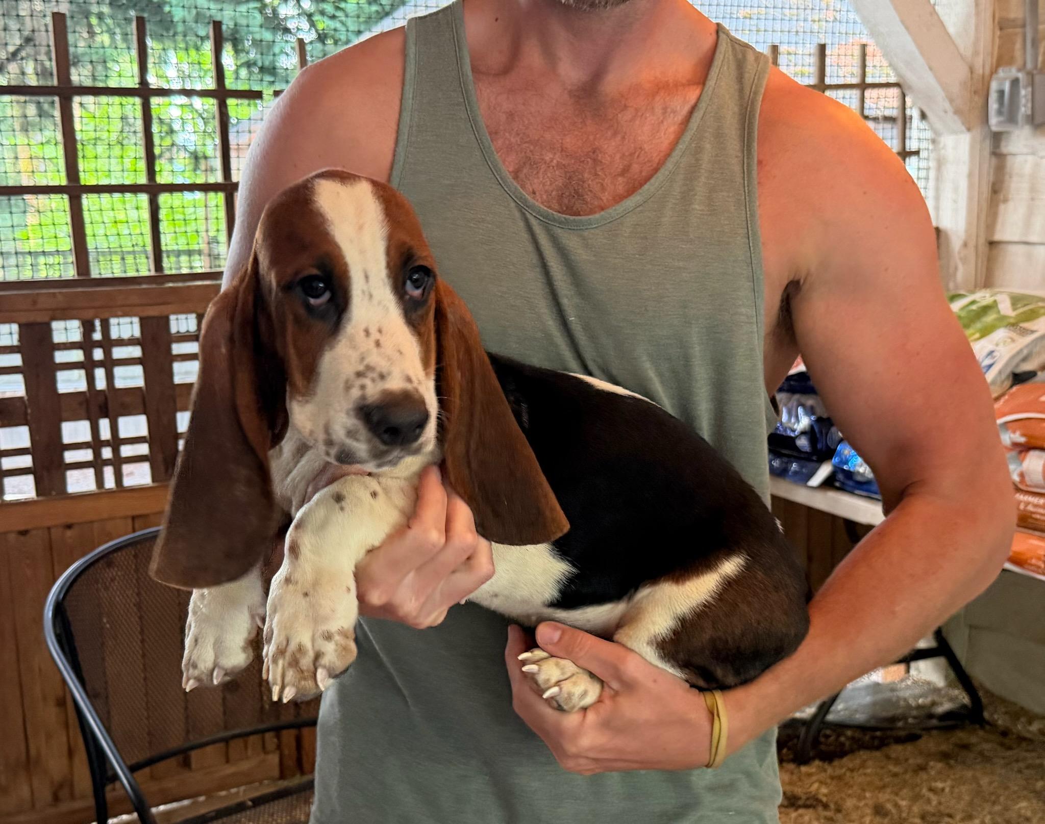 Beau & Boone, a ADOPTABLE Basset Hound in Puyallup, WA image 1/4