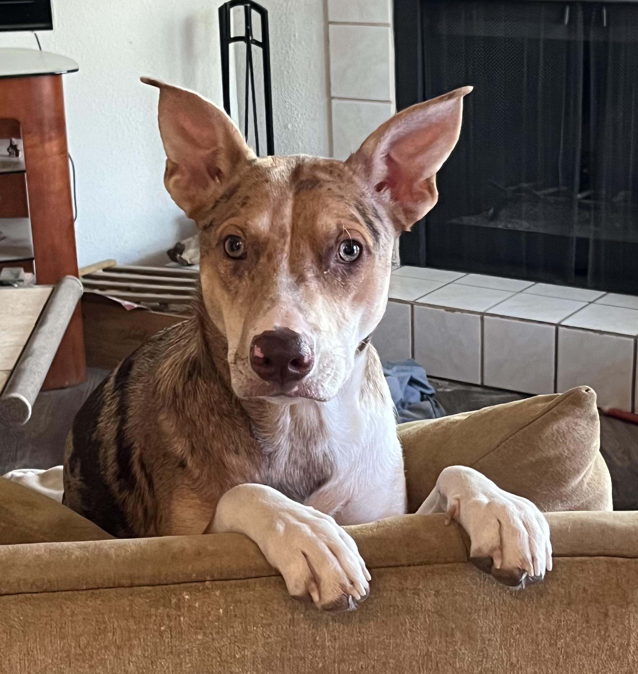 Azeri, adopted, Young Female Australian Shepherd.
