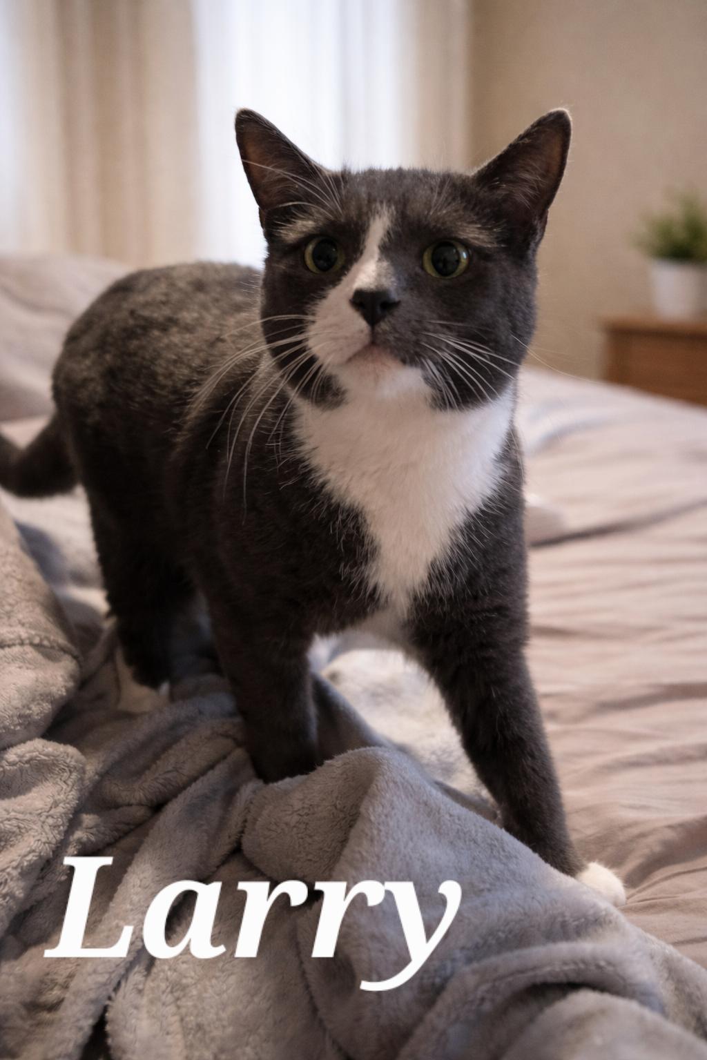 Larry, adopted, Young Male Domestic Short Hair.