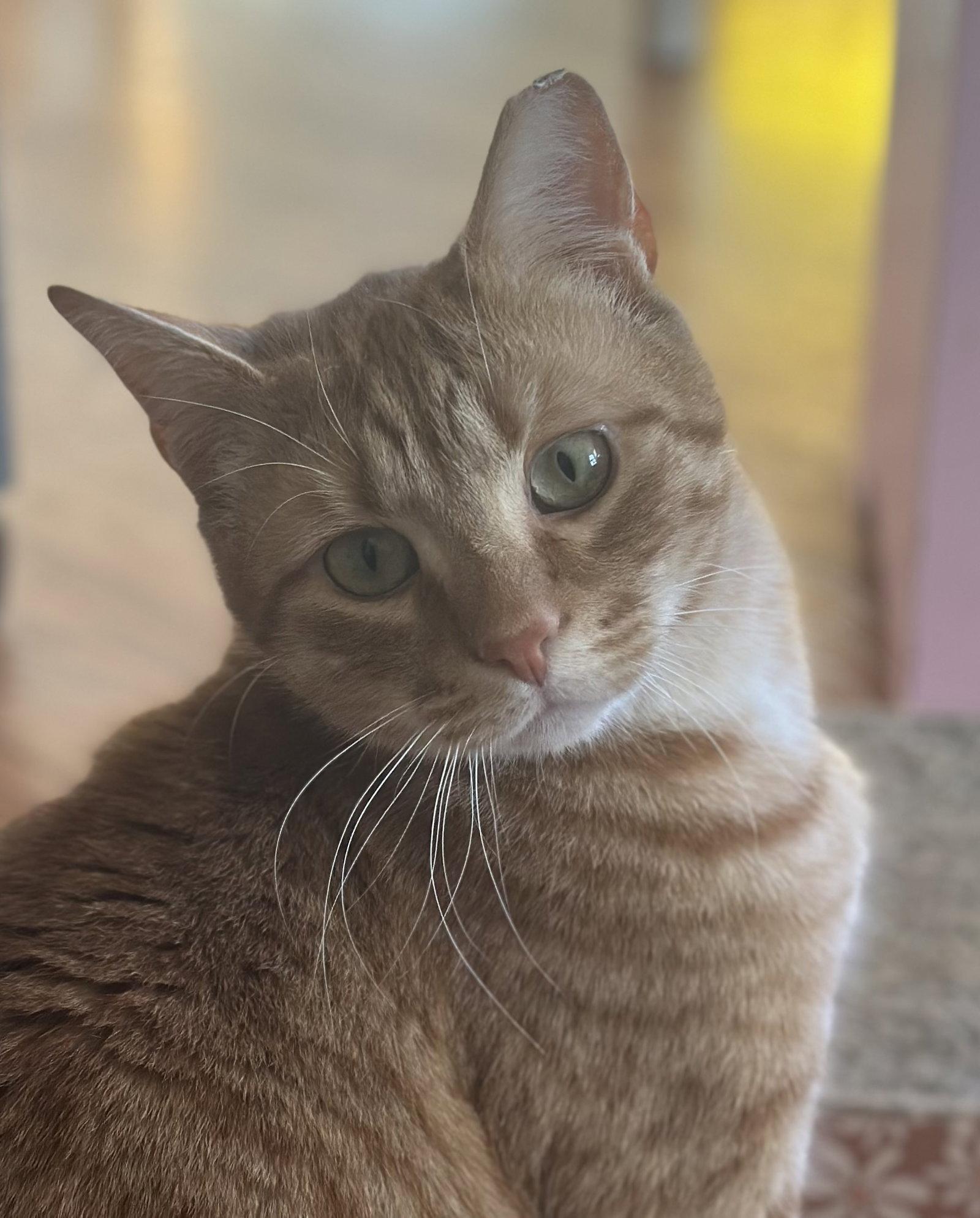 Cheez-It, Adopted, Adult Male Domestic Short Hair.