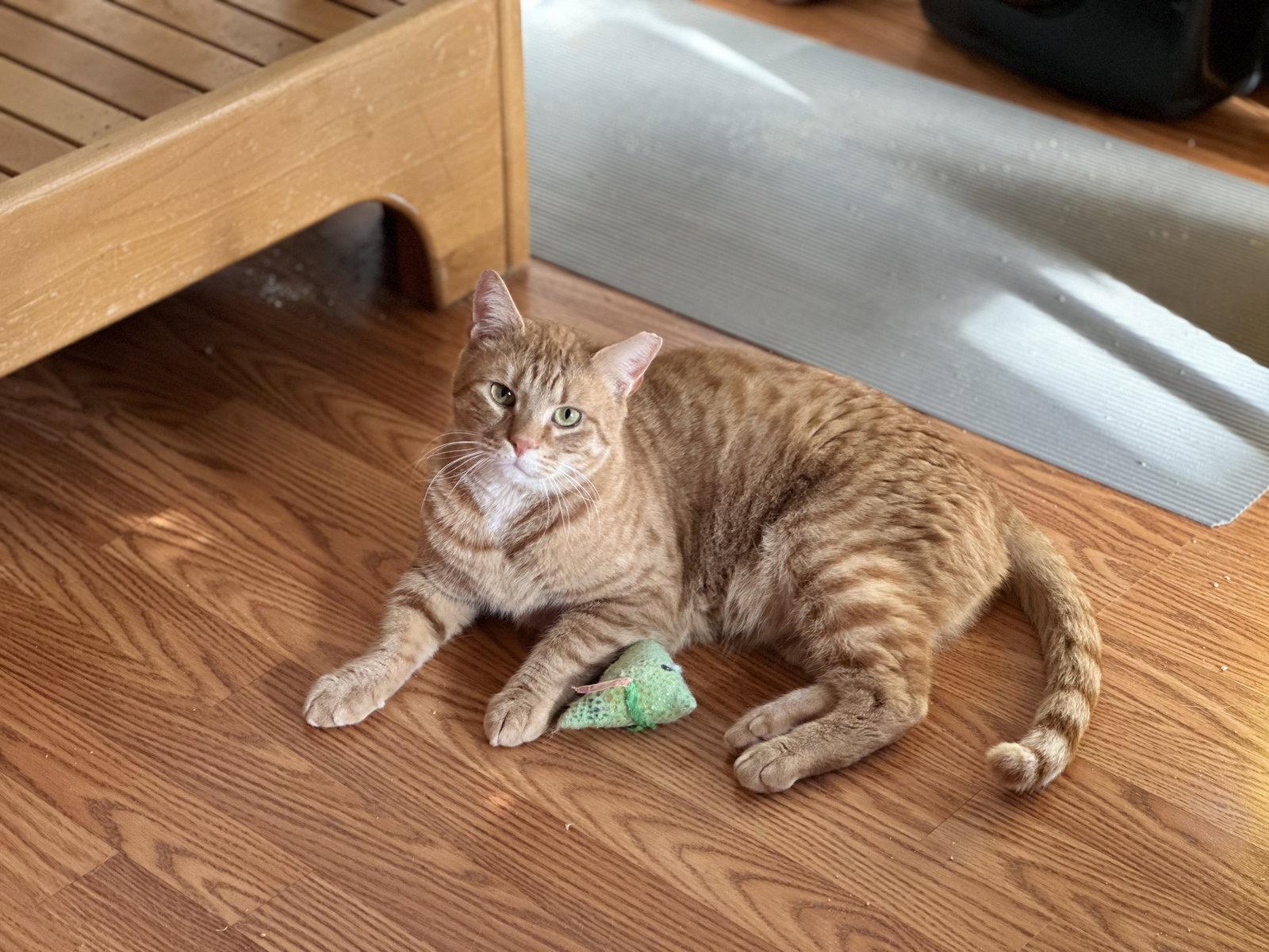 Enlarge Cheez-It, a Adopted Domestic Short Hair in Newtown Square, PA image 2/3