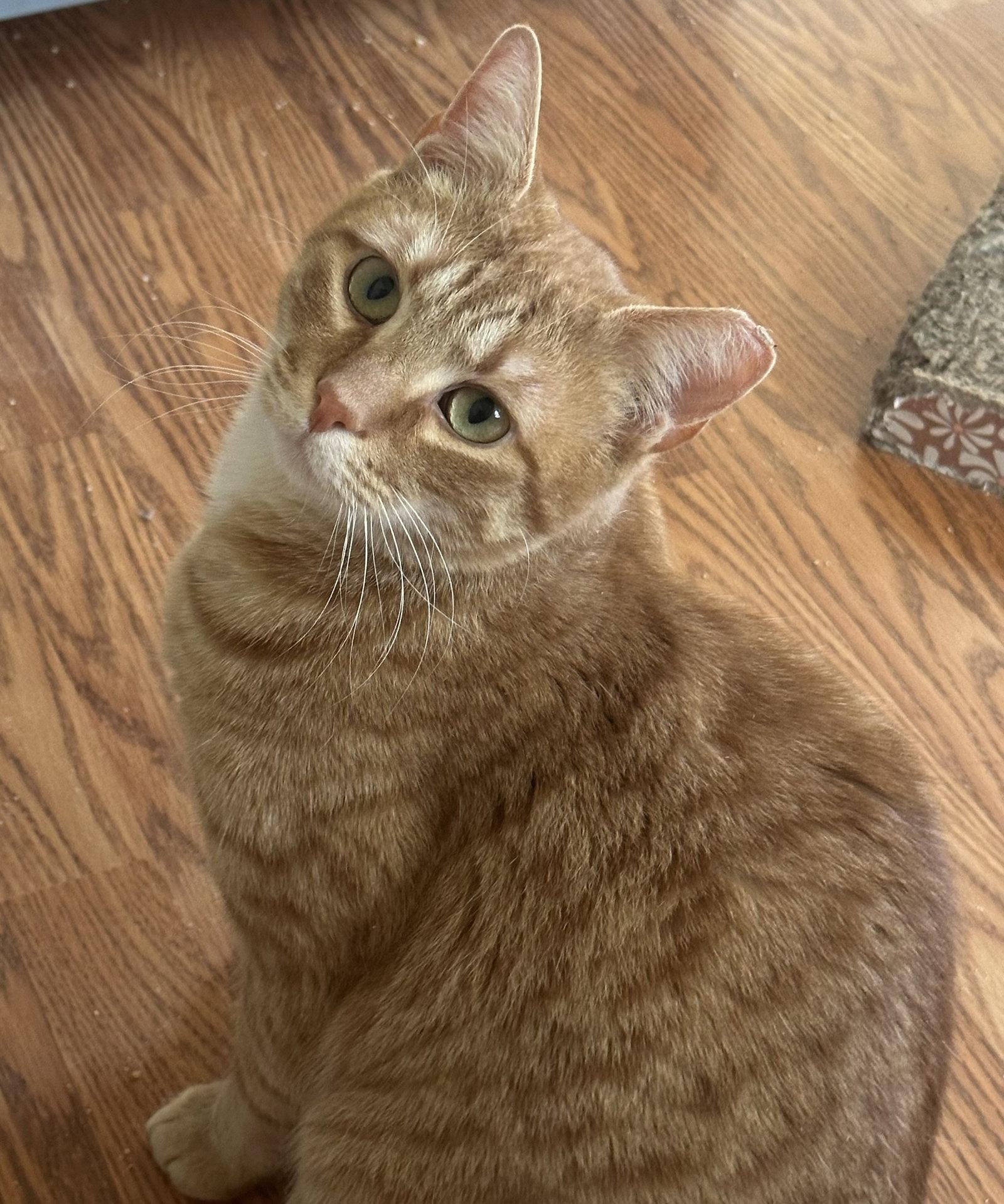 Enlarge Cheez-It, a Adopted Domestic Short Hair in Newtown Square, PA image 3/3