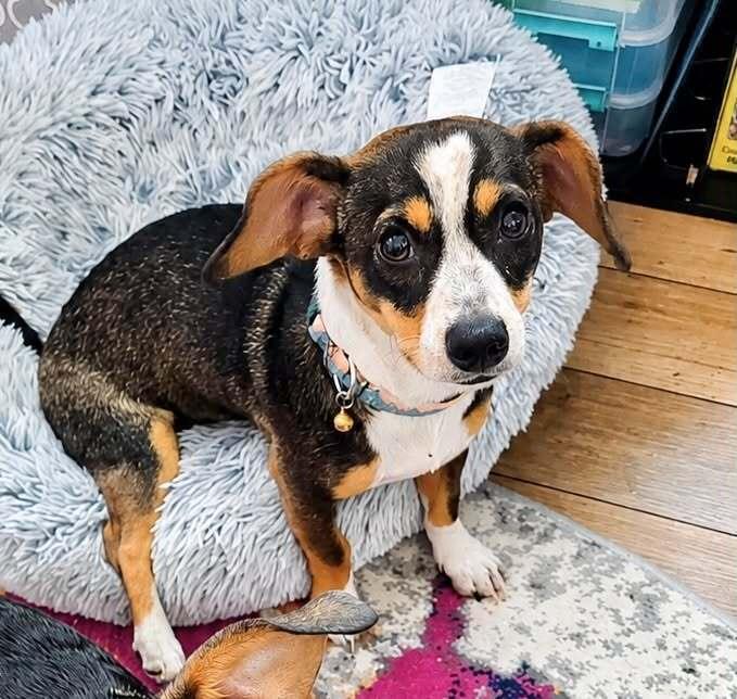 Enlarge Rex, a Adoptable mixed breed in Boulder, CO image 3/6