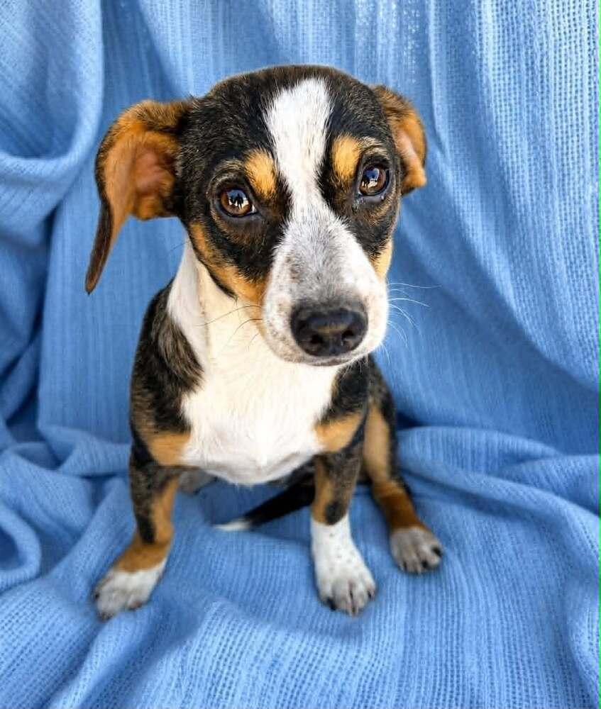 Enlarge Rex, a Adoptable mixed breed in Boulder, CO image 4/6