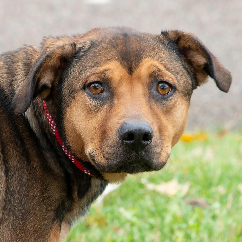 Latte, Adoptable, Young Female Shepherd.