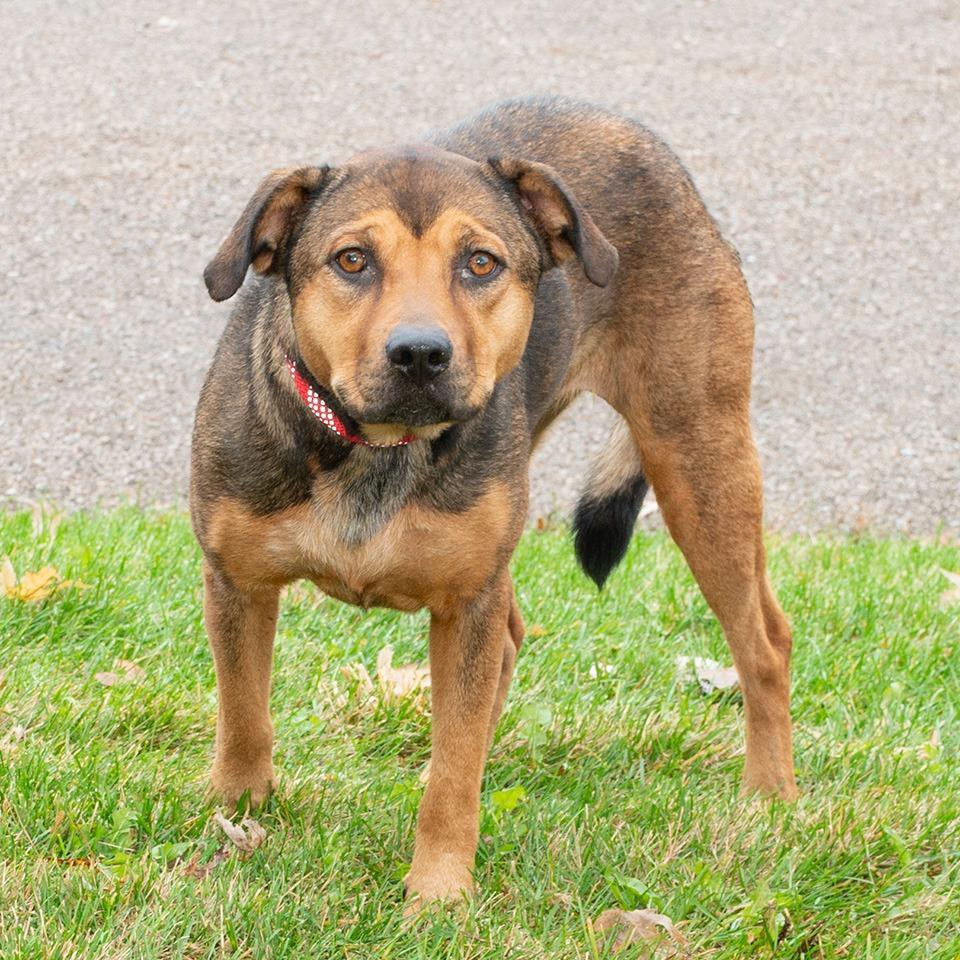 Enlarge Latte, a Adoptable mixed breed in Troy, OH image 2/3