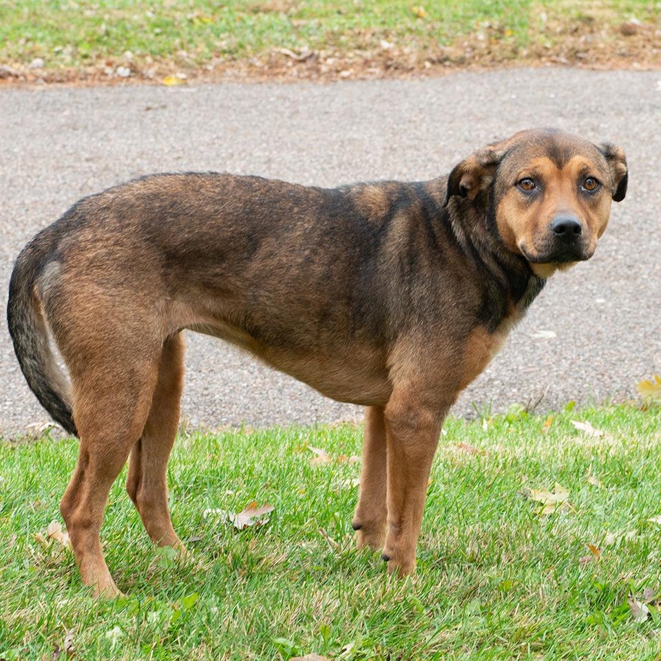 Enlarge Latte, a Adoptable mixed breed in Troy, OH image 3/3